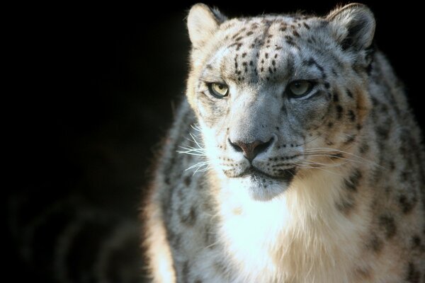 White jaguar looks at the camera