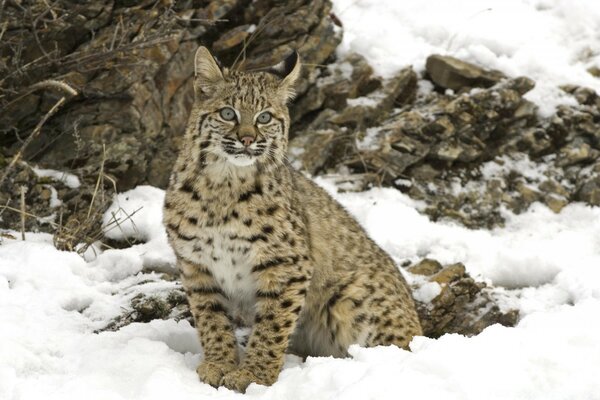 Leopardo de las Nieves sentado en la nieve