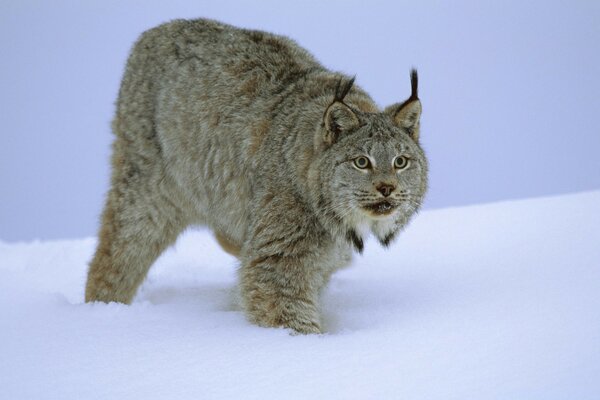 Katze Manul im Winter im Wald