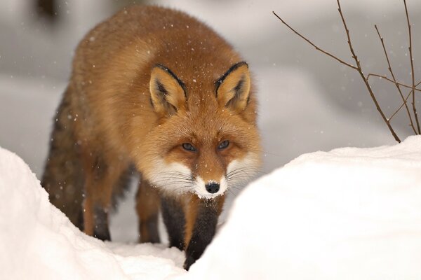 Herrlicher Fuchs im verschneiten Wald