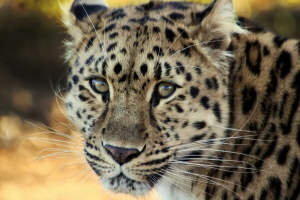 Triste gato rayado caminando