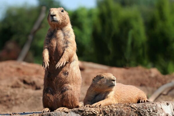 Two gophers look around