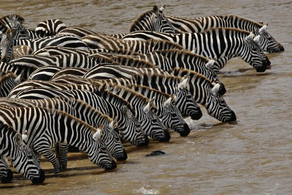 Sulama deliğine birçok zebra geldi