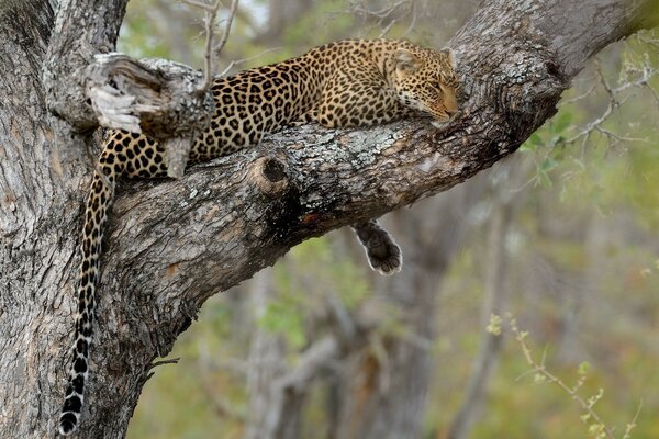 Cheetah sleeps on the fork of a tree