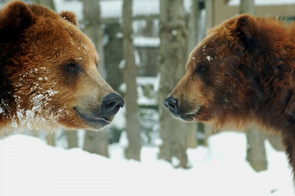 Deux ours se sont rencontrés en hiver