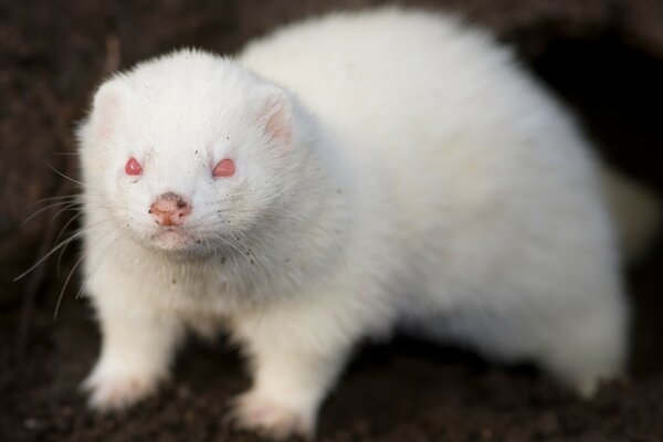 A white rodent with red eyes