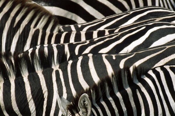 A herd of zebras stand side by side