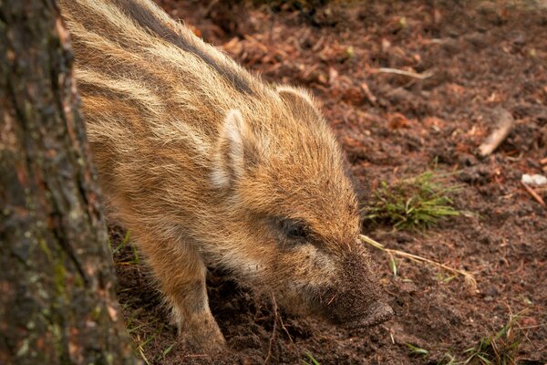 Tiere sind das Hauptobjekt des Studiums der Zoologie