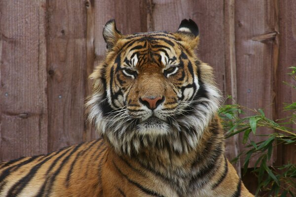 A calm tiger. Wild cats