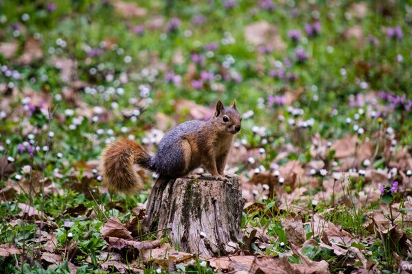 A mottled squirrel is sitting on a stump