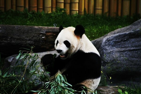 Panda comendo bambu ao ar livre