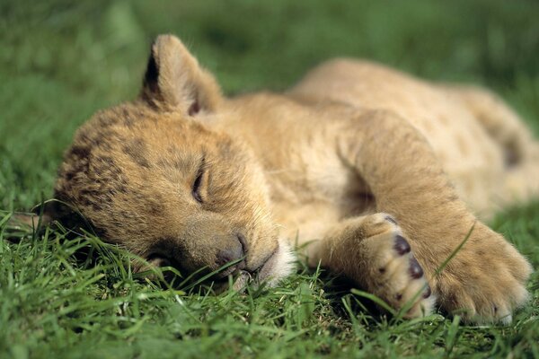 Lionceau endormi se trouve sur l herbe