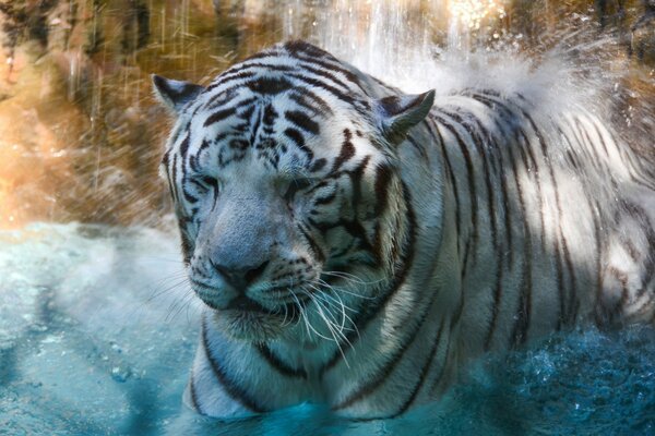 Weißer Tiger im Zoo