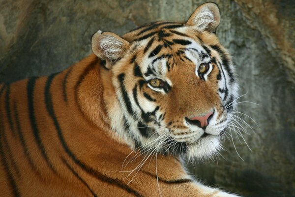 Hermoso tigre en buen estado de ánimo