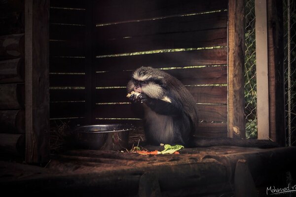 Monkey feeds in captivity from a bowl