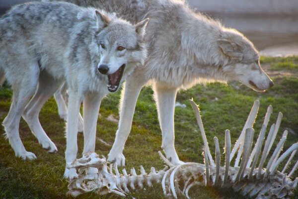 Two wolves are standing near the skeleton of an animal