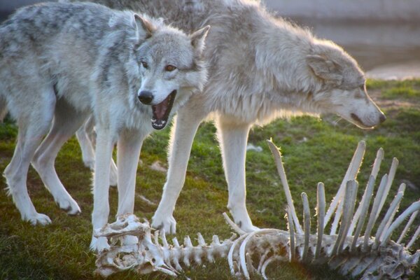 Dos lobos de pie junto al esqueleto del animal