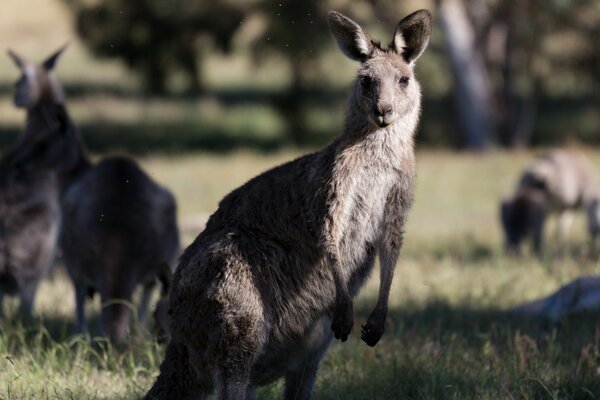 Kangaroo stands on its hind legs