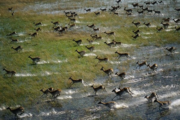 Animals run from the watering hole