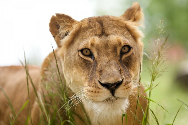 Una Leona observa desde la hierba a un León