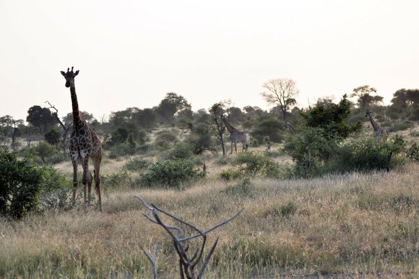 Eine Herde von Giraffen in freier Wildbahn