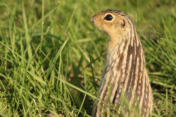 Akrabalarına bakan bir Gopher