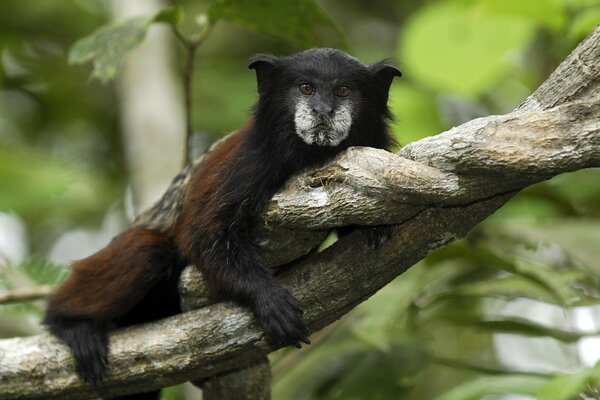 Monkey hugs a tree branch