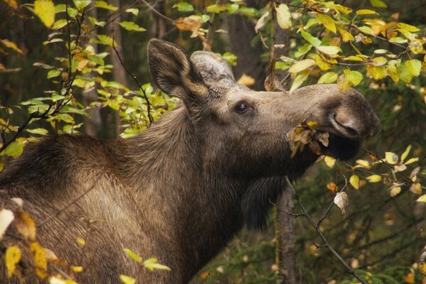 Mammifero nella foresta tra gli alberi