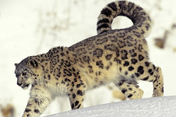 A wild cat. Spotted Leopard