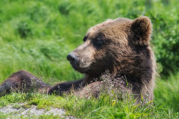 Ours donne sur l herbe verte