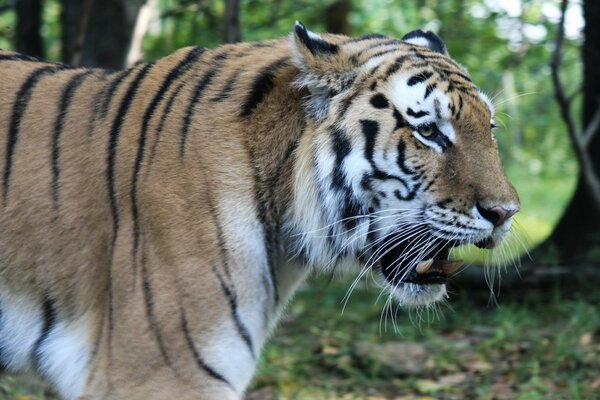 A very angry tiger walks in nature