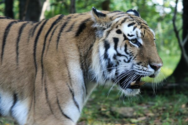 Un tigre très en colère se promène dans la nature