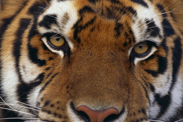 Schönes Bild eines Tigers im Zoo