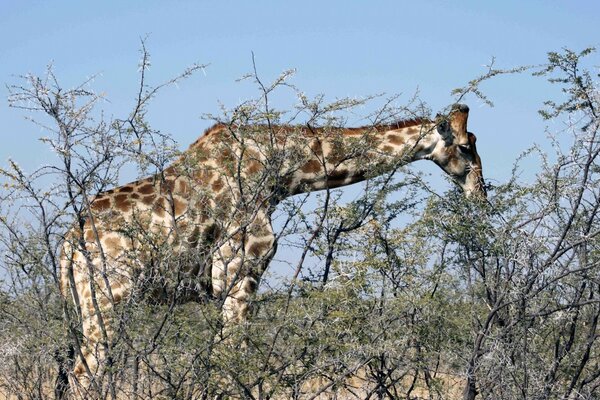 Giraffe holt Nahrung von der Baumspitze