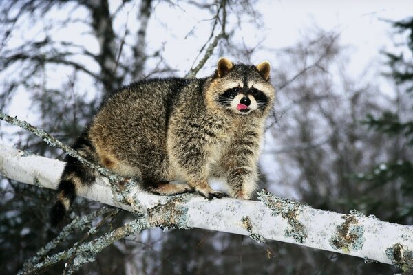 Chien Raton laveur assis sur un arbre