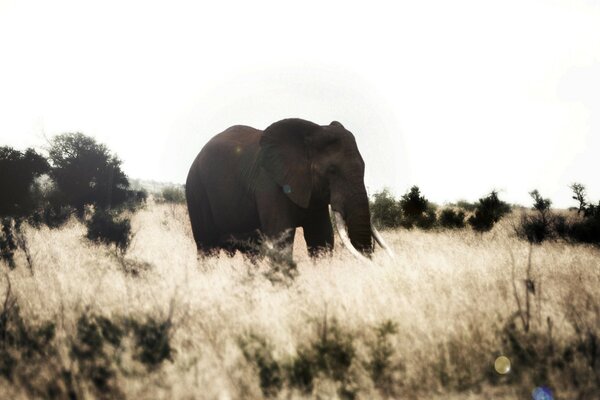 Afrikanischer Elefant in den Weiten der Savanne