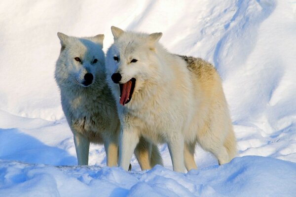 Ein Wolf mit einem Wolf spazieren im Schnee