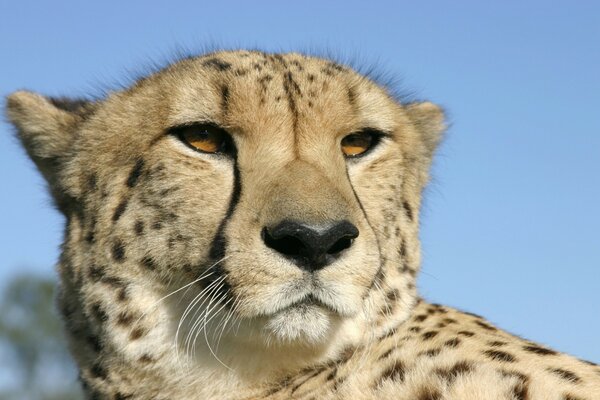 Leopard against the sky