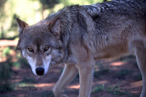 The wolf tilted his head and warily looks at the camera