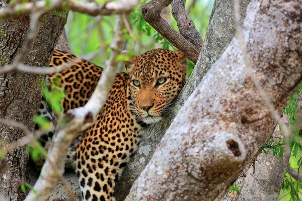 Animais selvagens são aqueles que vivem em florestas, prados, corpos de água