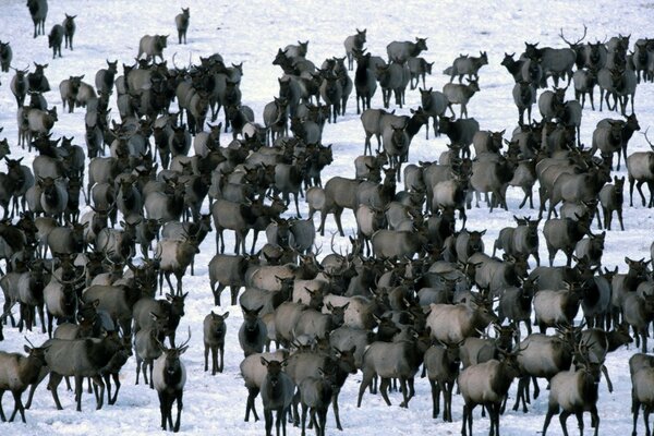 A herd of deer in winter. Outdoor animals