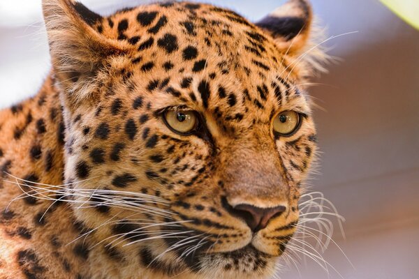 Animali gatto leopardo fauna selvatica