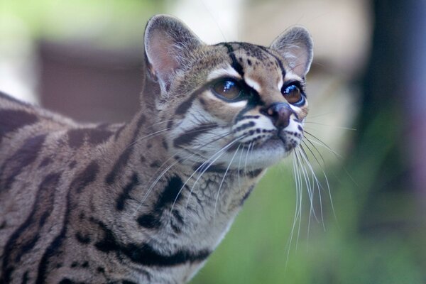 Wildkatze hat Beute gerochen