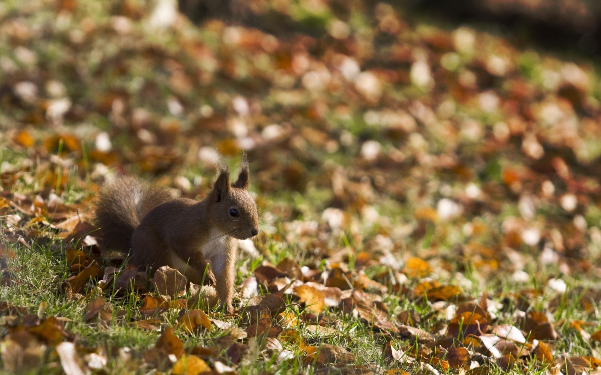 animals fall nature tree outdoors squirrel little wood rodent mammal leaf nut wildlife food cute season