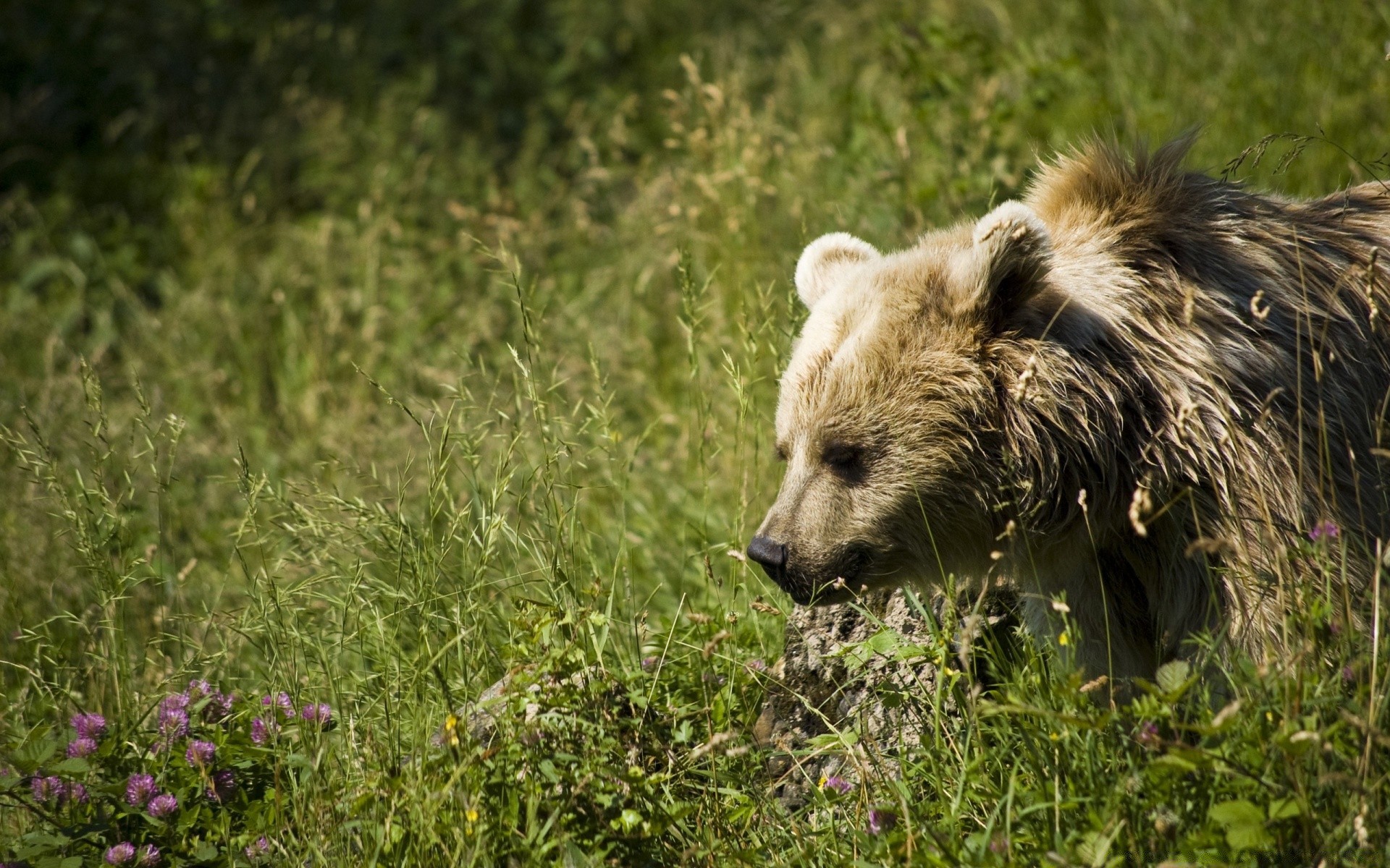 animaux la faune mammifère herbe nature animal sauvage à l extérieur prédateur mignon