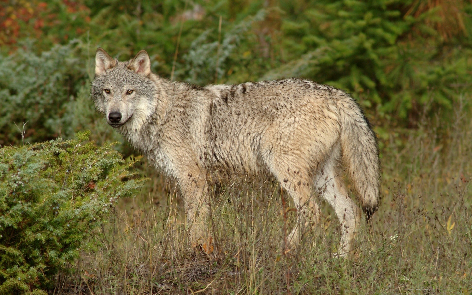 animaux mammifère faune prédateur loup nature sauvage cynologue mangeur de viande animal en plein air bois chasseur