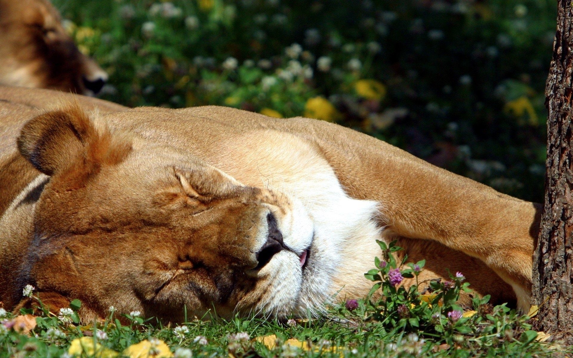 animales mamífero gato león animal vida silvestre hierba piel naturaleza depredador lindo carnívoro salvaje cazador perro perro al aire libre retrato grande parque