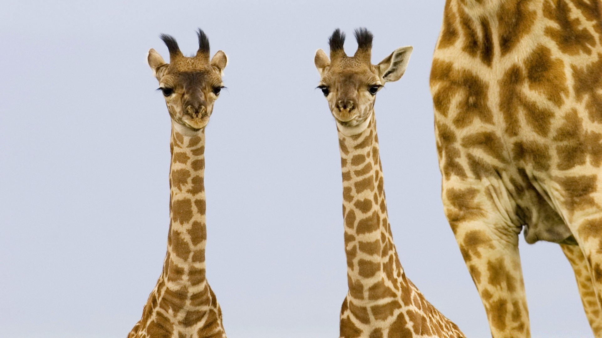 tiere giraffe tierwelt säugetier hals natur tier wild hoch safari lange niedlich lustig zoo