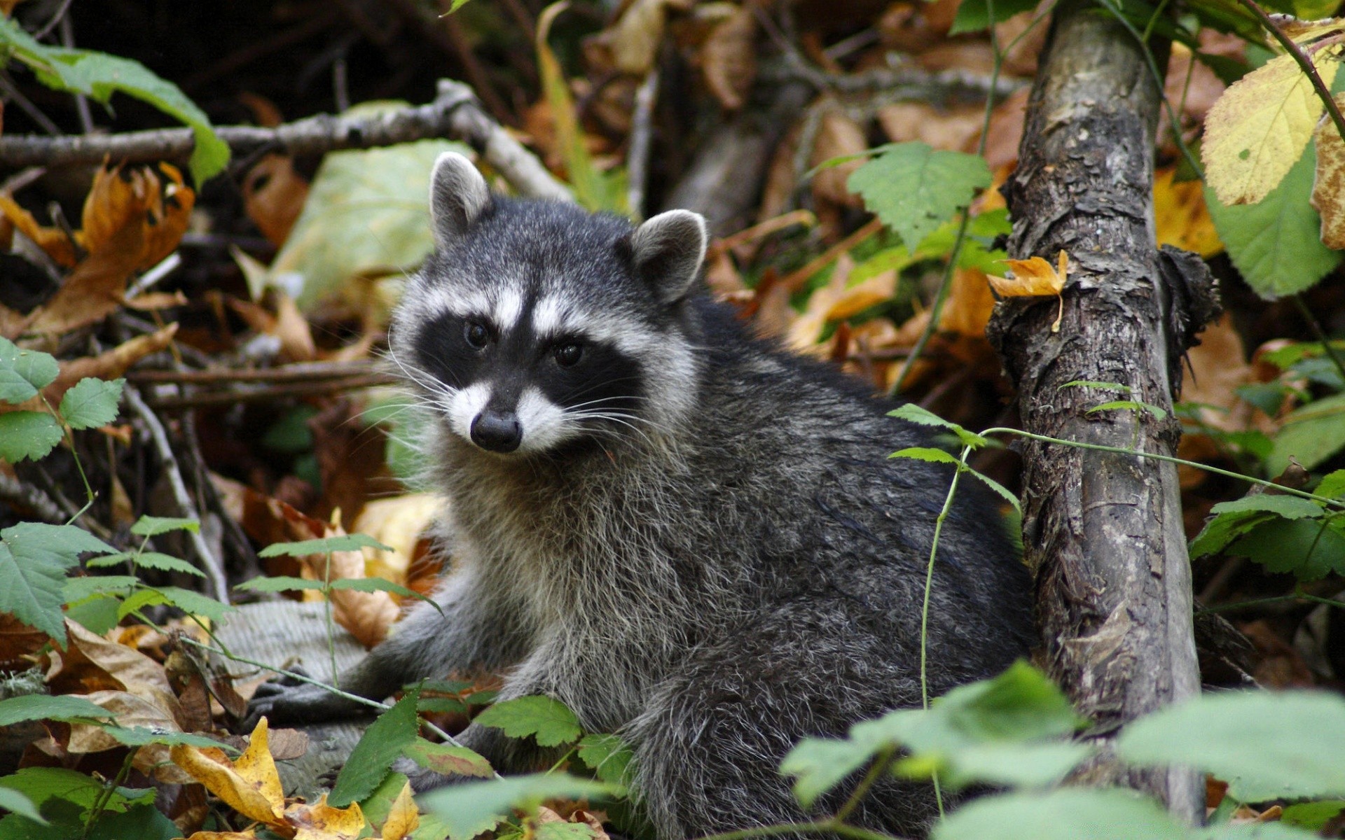 animaux la nature la faune sauvage mammifère bois animal à l extérieur feuille arbre mignon