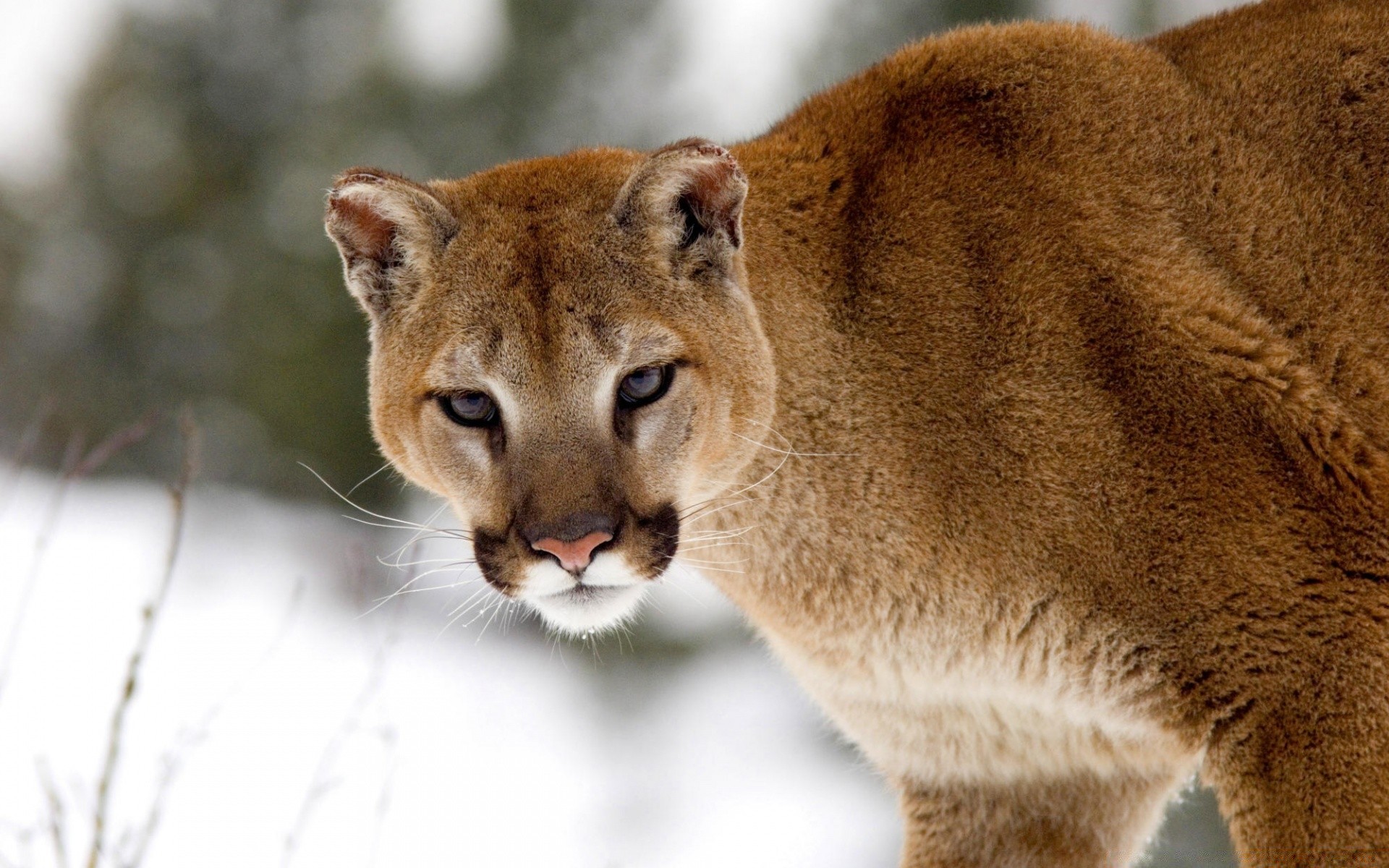 animali gatto mammifero fauna selvatica natura zoo animale selvaggio ritratto pelliccia predatore leone carino